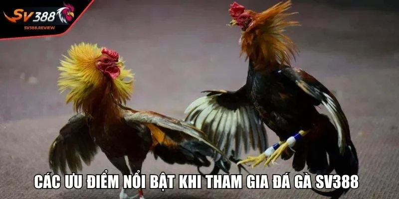 Các ưu điểm nổi bật khi tham gia đá gà SV388