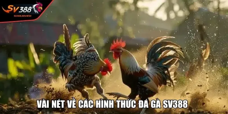 Vài nét về các hình thức đá gà SV388